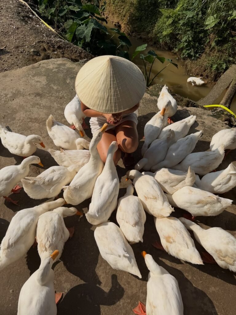 A traveler wearing a conical hat feeding white ducks, a fun local experience on family adventure holidays in Vietnam